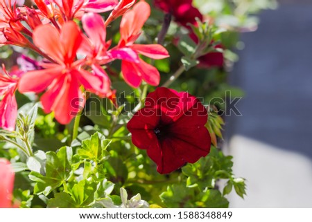 colorful summer flowers in south german historical marketplace