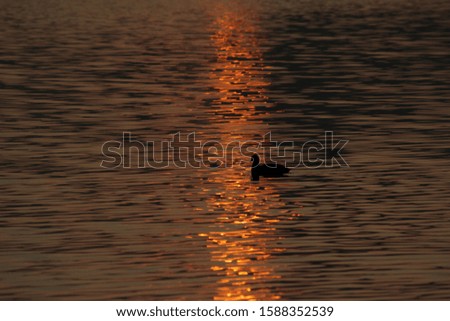 Sunset-reflection of sun on pond water with a black duck moving by
