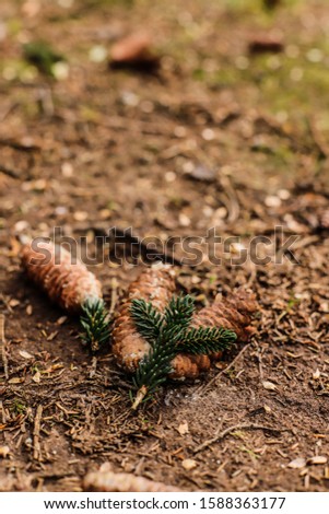 pine leaves and fallen cones on the ground