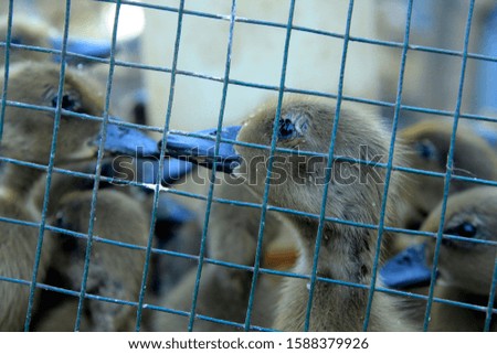 young ducklings gathered in a cage.