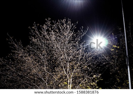 Street Lantern illuminates a tree at night against the background of the moon and dark blue sky