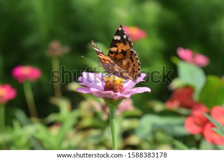 butterfly in the photo garden with a bokeh background