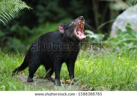 Tasmanian devil. Amazing creature pose in beautiful light. Fantastic scene with danger animal. Very rare and unique animal. Sarcophilus harrisii. Royalty-Free Stock Photo #1588388785