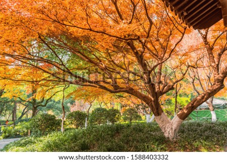 Golden maple leaves in the park