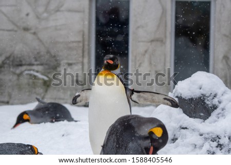 Group of penguins at the zoo / Asahikawa hokkaido,Japan