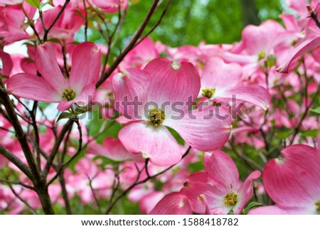 Pink Cornus florida rubra tree also known as pink flowering dogwood tree Royalty-Free Stock Photo #1588418782