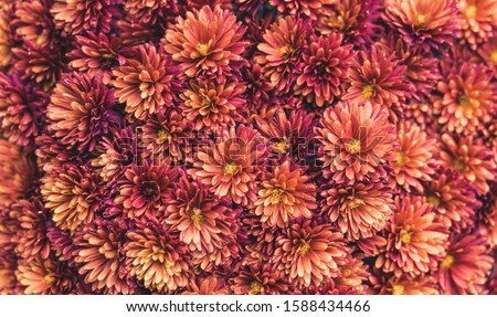 Photo of claret 
and orange pompon (Chrysanthemum indicum). Top view. Closeup photo. Royalty-Free Stock Photo #1588434466