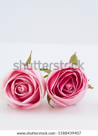 Two pink roses on white background for Valentine's Day card design and wedding. Space for text, close-up