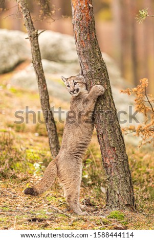 The American cougar in its natural rubbing. wild nature in America.Image.
