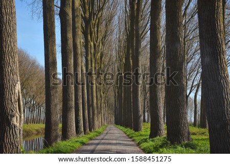 A tree lined avenue along the canal between Brugge to Damme. bicycle and car path trough trees, famous destination in Belgium, canal attraction tour, enchanted beautiful path, nature travel vacation. Royalty-Free Stock Photo #1588451275