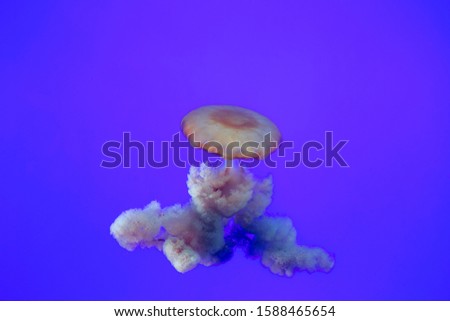 Aquarium jellyfish swimming in their tank with a blue background