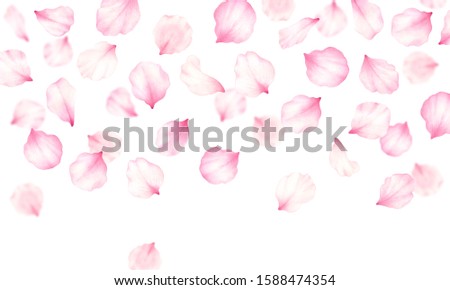 Pink rose,cherry, plum, sakura petals frame on white background.Valentines day,wedding, mother day,japanese hanami decoration.Digital clip art.Warercolor illustration