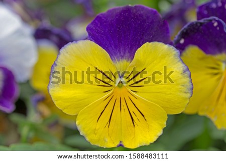yellow Pansies flower in garden closeup. Closeup of colorful pansy flower, The garden pansy is a type of large-flowered hybrid plant cultivated as a garden flower. 