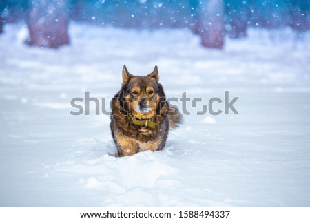 The dog walks in the winter in a snowy  forest in a blizzard