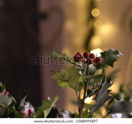 Closeup mistletoe with vibrant red berries and bokeh lights