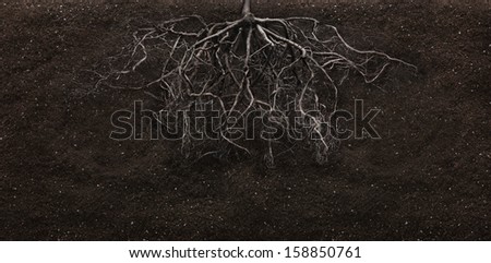 root and soil Royalty-Free Stock Photo #158850761