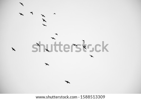 A flock of birds flying in the sky. Black and white photography.