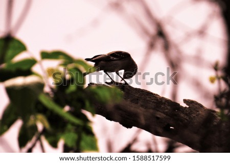 Mockingbird in high limb of tree.