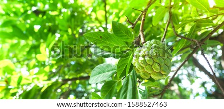 Close up custard apple in the garden on the tree ready for harvesting, Sugar Apple.