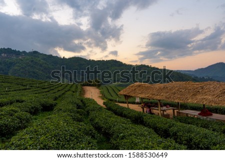 Green tea plantation landscape, Tea Plantation 101 Doi Mae Salong, Chiangrai Thailand.