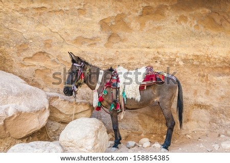 Picture of decorated donkey resting next to stone wall.