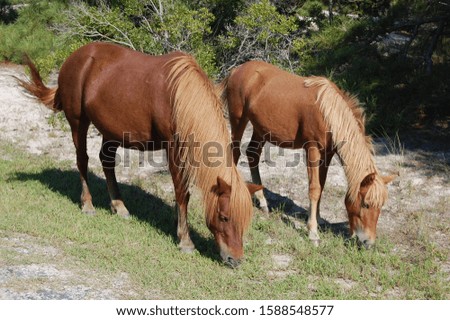 A pair of wild horses grazing on the dune grass on Assateague Island, Maryland.