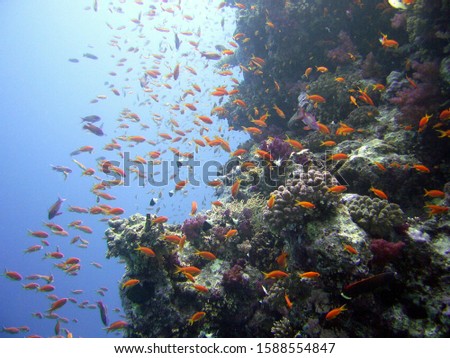 tropical Reef life nice picture
