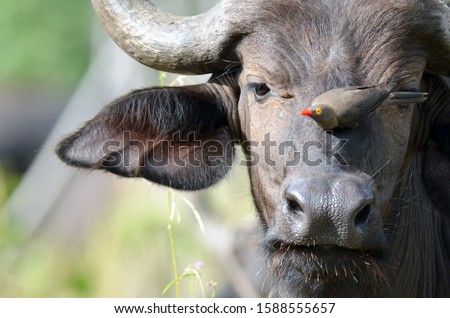A young buffalo makes use of an oxpecker to rid itself of bugs and ticks. It portrays a symbiotic relationship between both animals. The picture was taken in the Chobe National Park in June 2016