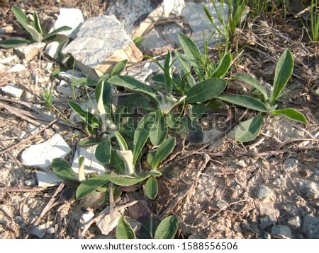 fresh leaves of Hieracium pilosella plants