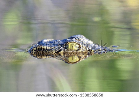 A young crocodile keeps an eye over the water in the Chobe River, which runs through the Chobe National Park. This picture was taken from a safari boat in June 2016