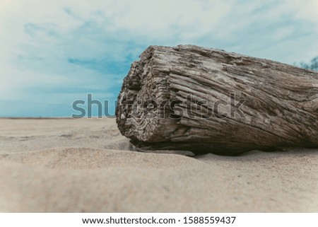 Old Faded Wood (Driftwood) on the beach of a tropical coastline