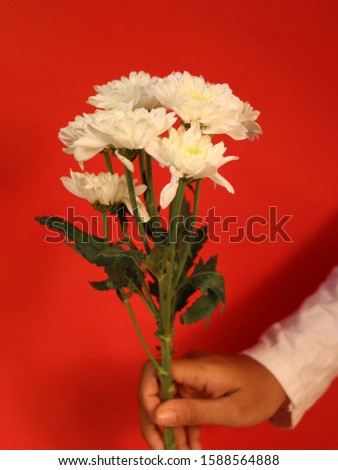 
Beautiful white gladiolus flowers on a wooden table against a red background.