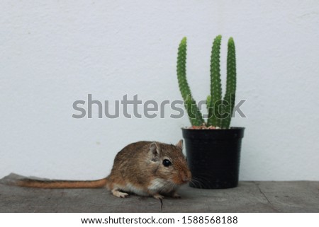 Gerbil mouse stands next to cactus pot with white-smoke color background 