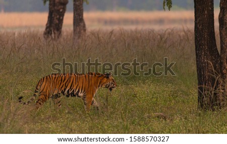 Beautiful wild tiger between the trees