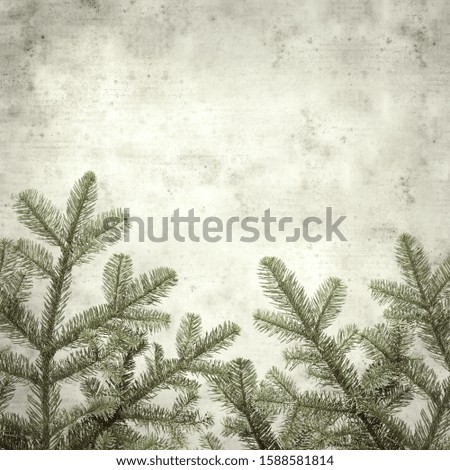 textured stylish old paper background, square, with  brach of noble fir 