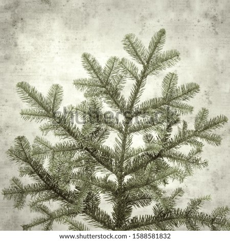 textured stylish old paper background, square, with  brach of noble fir 