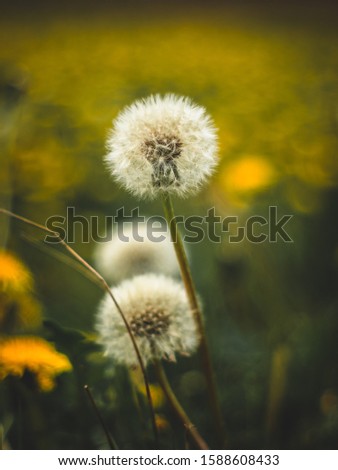 dandelion on green and yellow background	