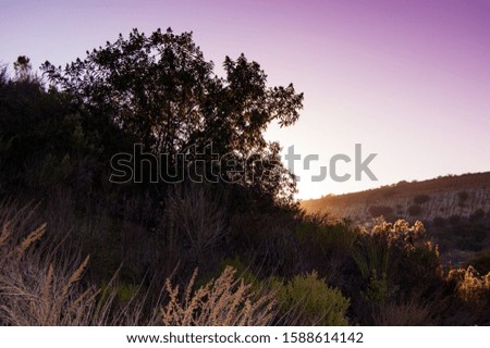 Hiking with a purple sunset, looking at two mountains coming together with the sun shining through and around a silhouetted tree