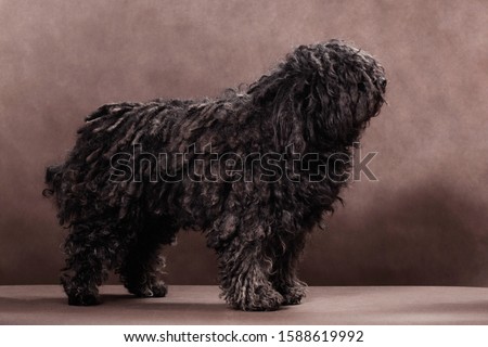Little shaggy black-brown with dreadlocks
puli breed dog stands on a brown background