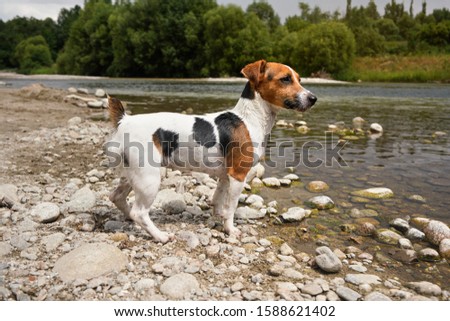 Small Jack Russell terrier dog standing by the river. her fur wet and dirty from swimming