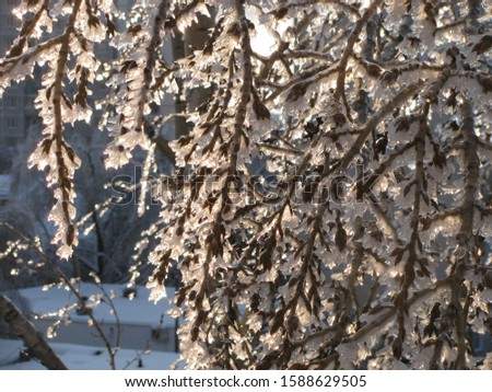 Icy rain covered tree branches with sparkling glaze in the rays of the setting sun, Moscow, Russia