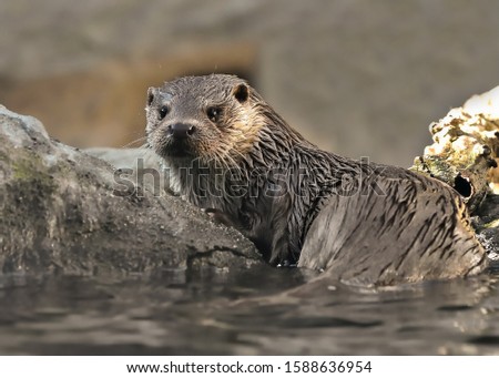 Stare of the Eurasian otter (Lutra lutra) 
