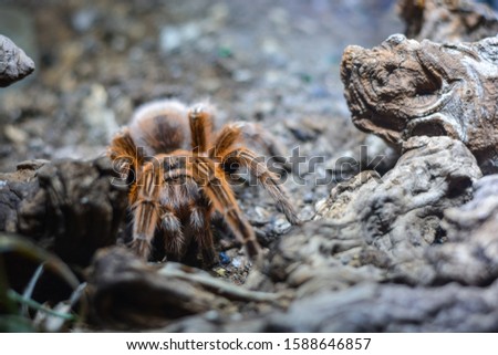 Anachnid concept. Macro shot of hairy brown spider hunting in wild nature.