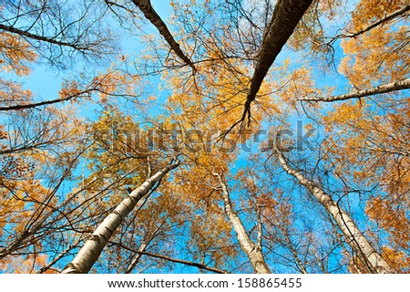 Autumn leaves on the sky background