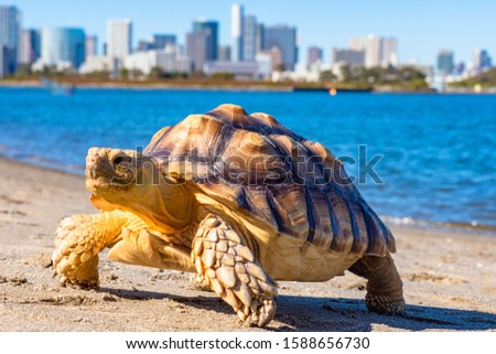 Turtle close-up. Turtle on the background of water and city. Marine animal. Symbol of slow, but confident movement. Fauna of the world. Pets.
