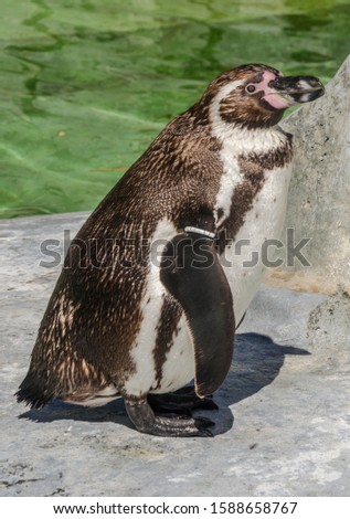 A penguin in the zoo.