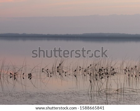 Common Crows and Robins rest on the Reeds, just above the lake water.