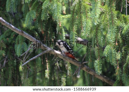 Great spotted bird on a tree in Hokkaido, Japan