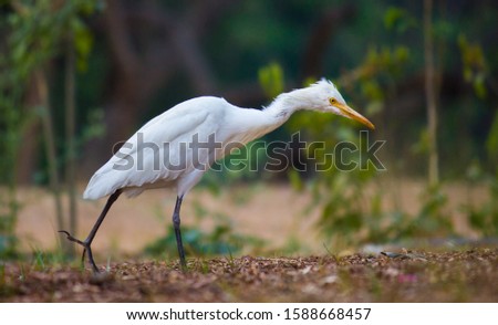 Cattle Egret in the garden in its natural habitat.