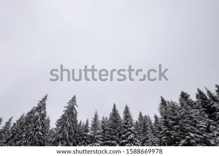 Pine forest covered with snow. Cold winter day in the forest